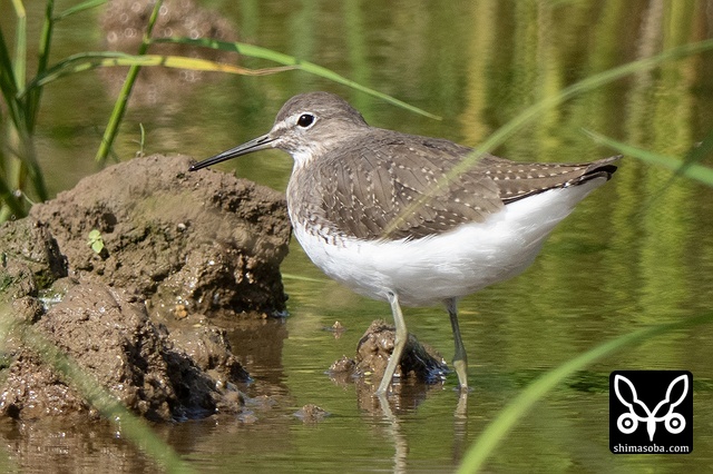クサシギ