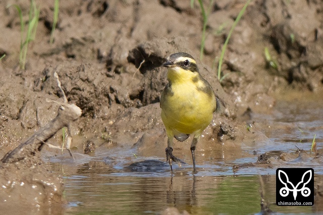 ツメナガセキレイ