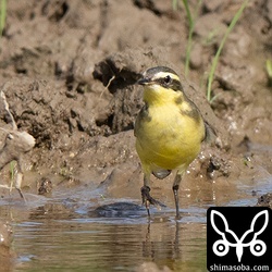 ツメナガセキレイ成鳥冬羽。