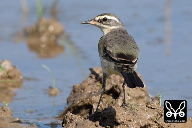 ツメナガセキレイ