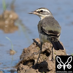 ツメナガセキレイ第1回冬羽。