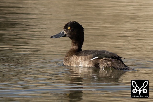 キンクロハジロ