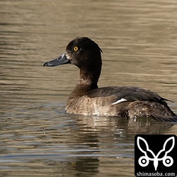 キンクロハジロのメスが単独で飛来。これからどんどん増えて数百羽がダムで越冬します。