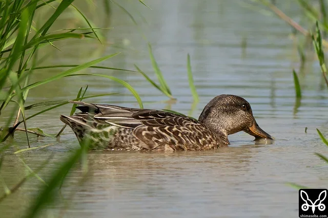 シマアジと一緒にいたコガモの幼鳥。