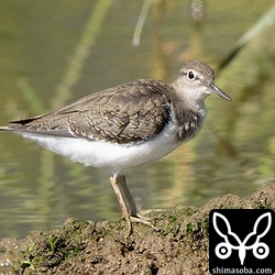 イソシギは存在が控えめで、観察、撮影する機会が少ないですね。群れにはなりませんが、個体数はそれなりにいます。