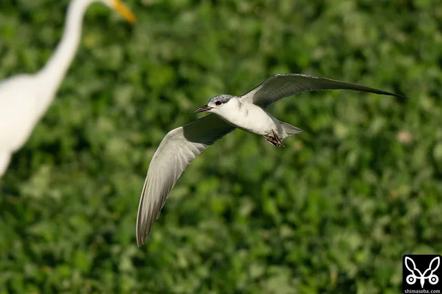 こちらも成鳥。冬羽に移行中です。