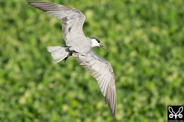 冬羽に変わりつつあるクロハラアジサシ成鳥。