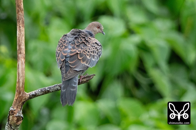 リュウキュウキジバト