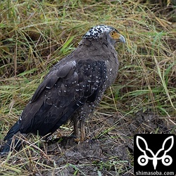 カンムリワシのずぶ濡れ。