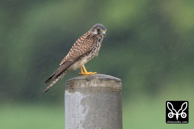 チョウゲンボウ