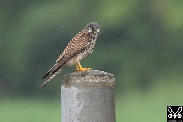 越冬組のチョウゲンボウ。雨にずぶ濡れです。