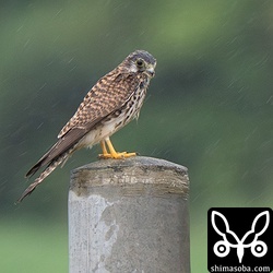 越冬組のチョウゲンボウ。雨にずぶ濡れです。