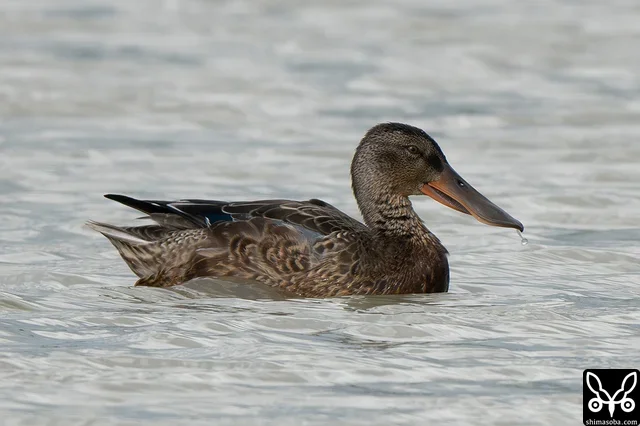 ハシビロガモのオス幼鳥。