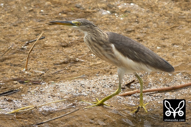 ジャワアカガシラサギ