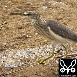 3カ月滞在のジャワアカガシラサギ。このまま越冬するでしょう。
