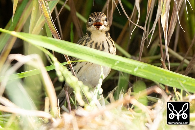 セジロタヒバリ