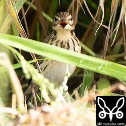 気温は高くありませんが、到着したばかりのため開口呼吸をしていました。