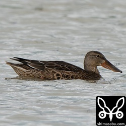 ハシビロガモのメス幼鳥。