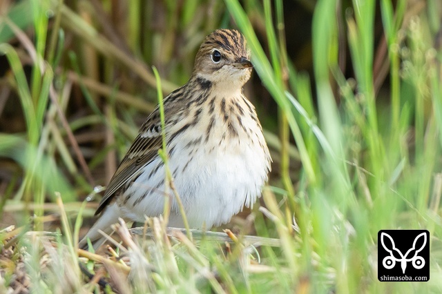 セジロタヒバリ