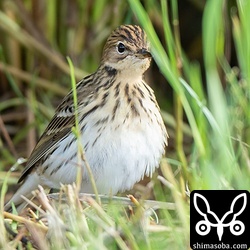 タヒバリ属の中で一番、美しいセジロタヒバリは遠くからでもよく目立ちます。