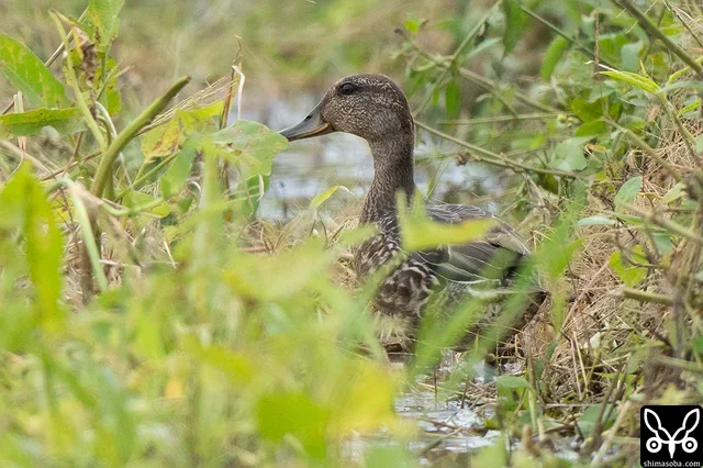 コガモは田んぼや沈砂池などでよく見るようになりました。