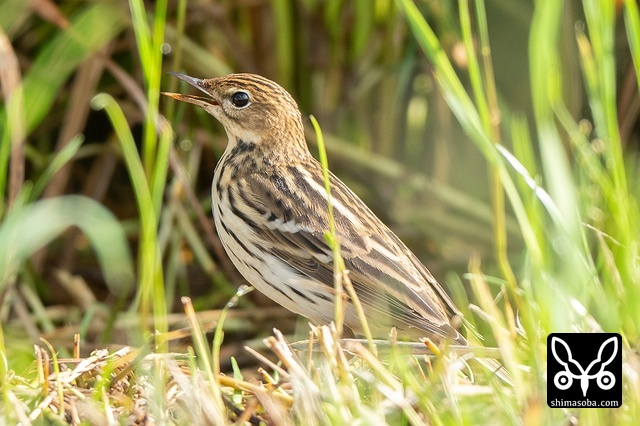 セジロタヒバリ