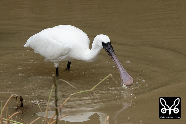 クロツラヘラサギ