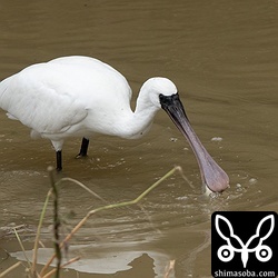 水路にはクロツラヘラサギ。ナイルティラピアの幼魚を捕獲していました。