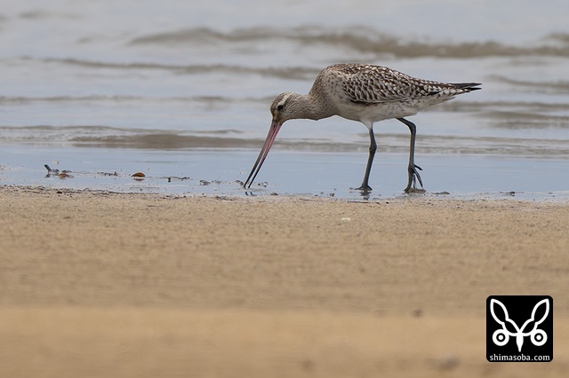 オオソリハシシギ