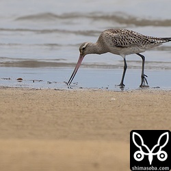 海岸にはオオソリハシシギが長逗留。