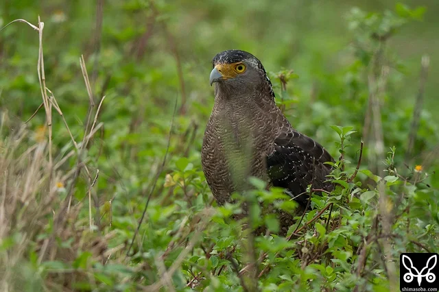 カンムリワシは成鳥、幼鳥とも見やすくなっています。