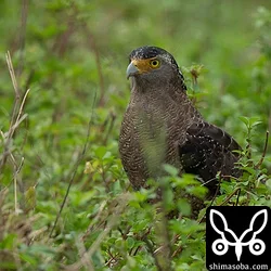 カンムリワシは成鳥、幼鳥とも見やすくなっています。