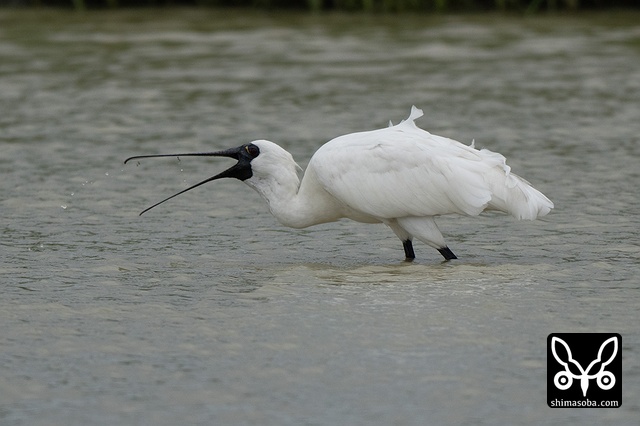 クロツラヘラサギ
