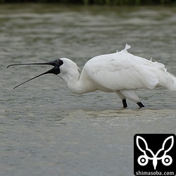 田んぼではミズアブの幼虫らしきを捕食。こんな小さな餌生物だと相当量が必要ですね。