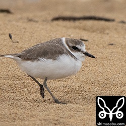 繁殖時期はペアのシロチドリも冬場は群れとなって生活しています。