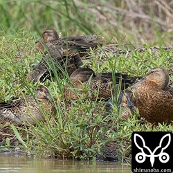 シマアジ、コガモ、ハシビロガモも群れ。石垣島ではシマアジは通過組、コガモとハシビロガモは越冬組です。
