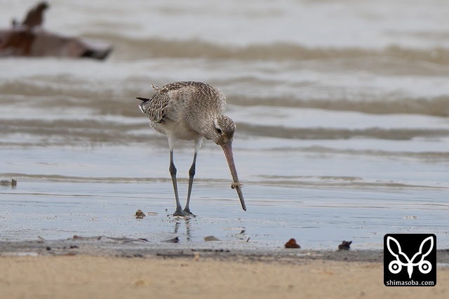 オオソリハシシギ