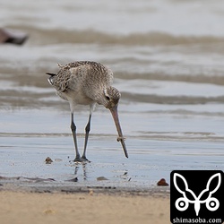 砂浜の穴にくちばしを突っ込んでは甲殻類を引っ張り出して食っていました。
