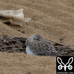 トウネンは数羽を確認しました。