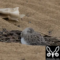 トウネンは数羽を確認しました。