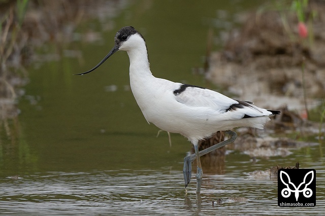 ソリハシセイタカシギ（アボセット）