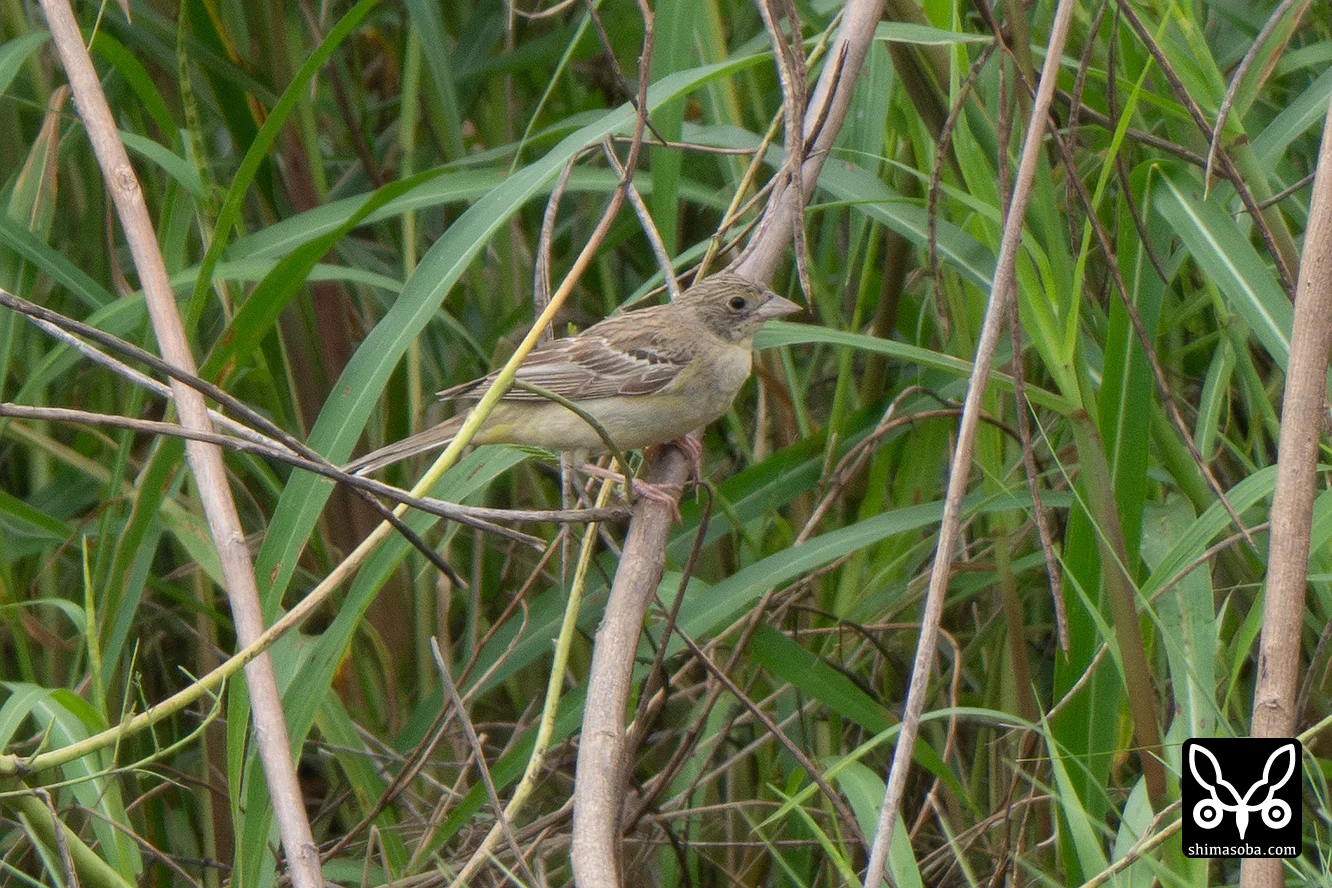 ズグロチャキンチョウ