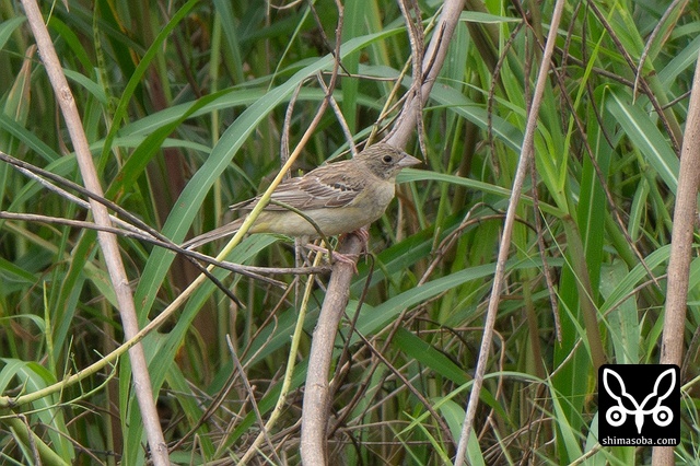 ズグロチャキンチョウ