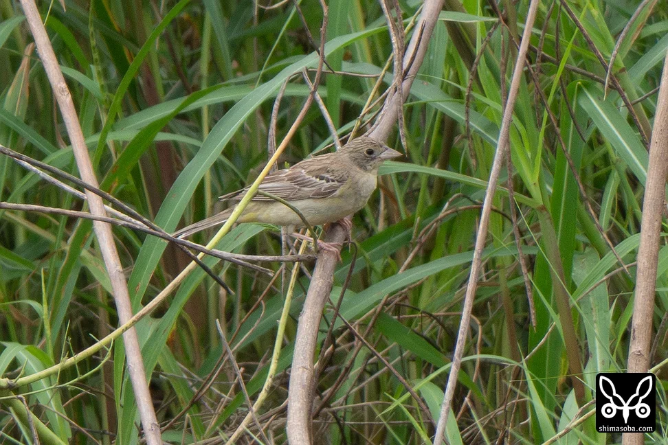 ズグロチャキンチョウ