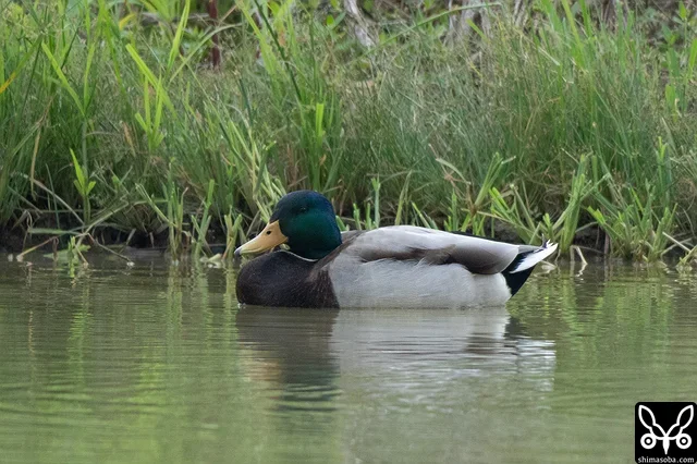 今季初のマガモが飛来。オスの成鳥でした。