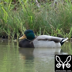 今季初のマガモが飛来。オスの成鳥でした。