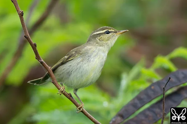 農地の林縁部などで地鳴きを聞く機会が増えてきたコムシクイ。木の間を忙しく動き回りながら採餌している姿を観察できます。