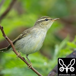 農地の林縁部などで地鳴きを聞く機会が増えてきたコムシクイ。木の間を忙しく動き回りながら採餌している姿を観察できます。