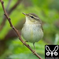 上と同個体。ジシギもいいですが、ムシクイもいいですね。^^
