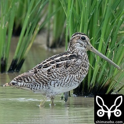 貴重になってきたチュウジシギ。今季は越冬個体が見られるでしょうか。